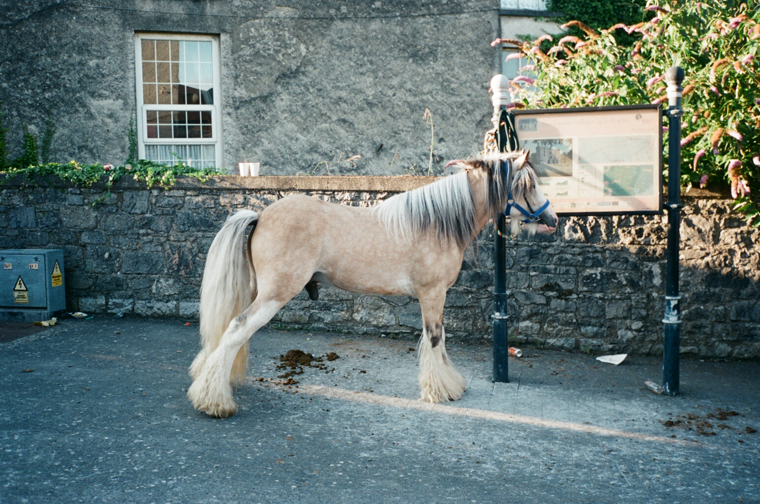 A palomino tied up in the square